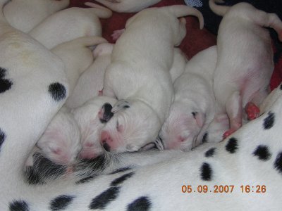 Perros dalmata